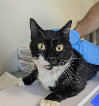 Bread -  Domestic Short Hair Cat for Adoption in Bolivar, Missouri - Bread | PetCurious