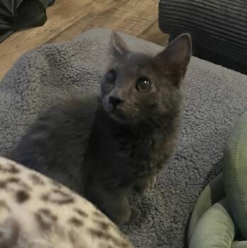 Noodle Plump -  Domestic Medium Hair Cat for Adoption in Morrison, Colorado - Noodle Plump | PetCurious