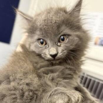 Wrangler -  Domestic Long Hair Cat for Adoption in New York, New York - Wrangler | PetCurious