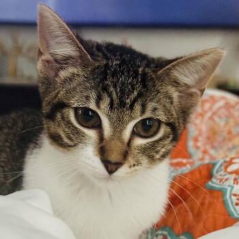 Shannon -  Domestic Short Hair Cat for Adoption in Fort Worth, Texas - Shannon | PetCurious