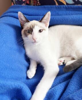 Vera -  Snowshoe and Siamese Cat for Adoption in Alameda, California - Vera | PetCurious