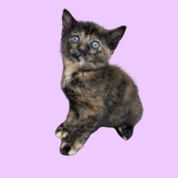 Trisha -  Domestic Short Hair Cat for Adoption in Tuscaloosa, Alabama - Trisha | PetCurious