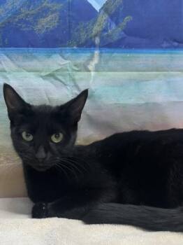 Miss Crabtree -  Domestic Short Hair Cat for Adoption in San Antonio, Texas - Miss Crabtree | PetCurious