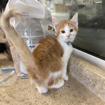 AUTUMN -  Domestic Short Hair Cat for Adoption in La Crescent, Minnesota - AUTUMN | PetCurious
