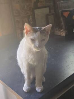 Rescue Domestic Short Hair Cats for Adoption in French Village, Missouri - Ringo | PetCurious