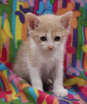 Domestic Short Hair Cats Available for Adoption in Vacaville, California - Gabana | PetCurious