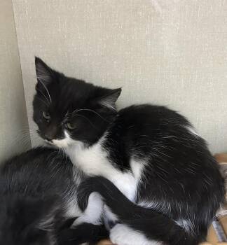 Rescue American Shorthair Cats for Adoption in Blue Earth, Minnesota - Ike | PetCurious
