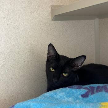 Harry (green collar) -  Domestic Short Hair Cat for Adoption in Redwood City, California - Harry (green Collar) | PetCurious