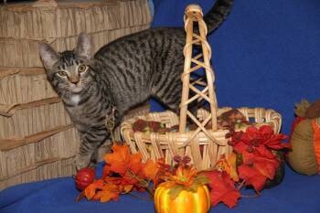 Rescue Tabby and Domestic Short Hair Cats for Adoption in Marietta, Ohio - Okarun (Bamora