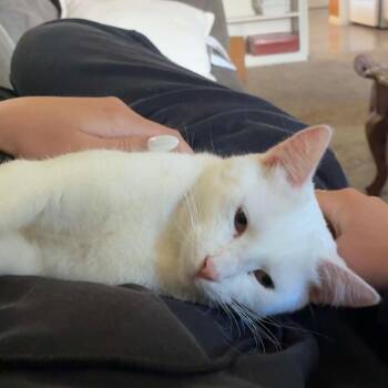 Dot -  Domestic Short Hair Cat for Adoption in Layton, Utah - Dot | PetCurious