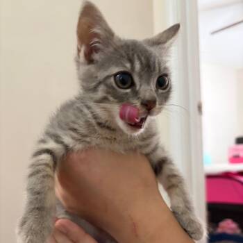 Almond -  Domestic Short Hair Cat for Adoption in Durham, North Carolina - Almond | PetCurious