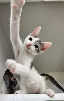 Rescue Tabby Cats for Adoption in New Albany, Ohio - Brutus | PetCurious