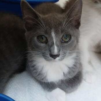Inara -  Domestic Short Hair Cat for Adoption in Blue Ridge, Georgia - Inara | PetCurious