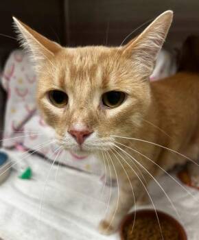 Ace -  Domestic Short Hair Cat for Adoption in Munster, Indiana - Ace | PetCurious
