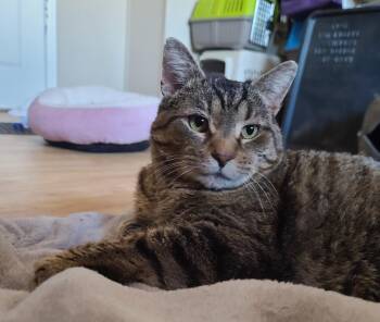 Tabby Cats Available for Adoption - Baymax | PetCurious
