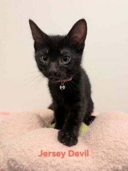 Rescue Domestic Short Hair Cats for Adoption in Champaign, Illinois - Jersey Devil | PetCurious
