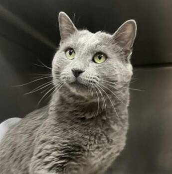 Domestic Short Hair Cats Available for Adoption - Sardine | PetCurious