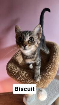 Biscuit -  Domestic Short Hair Cat for Adoption in Belchertown, Massachusetts - Biscuit | PetCurious