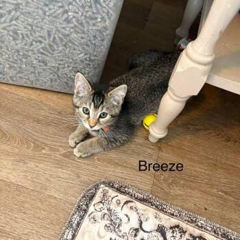 Breeze -  Domestic Short Hair Cat for Adoption in Parkersburg, West Virginia - Breeze | PetCurious