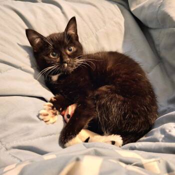 Domestic Short Hair Cats Available for Adoption - Halley | PetCurious