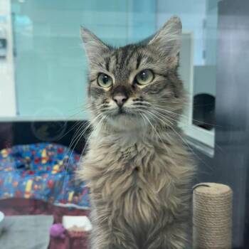 Feather -  Domestic Long Hair Cat for Adoption in Long Beach, California - Feather | PetCurious