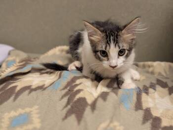 Rescue Domestic Medium Hair Cats for Adoption in Moreno Valley, California - A544098 | PetCurious