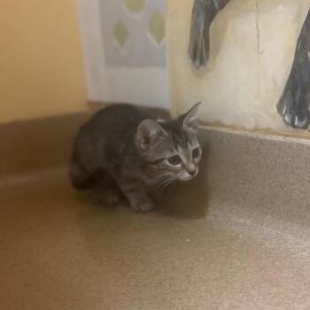 Boo -  Domestic Short Hair Cat for Adoption - Boo | PetCurious