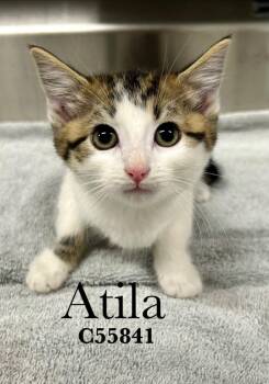Atila -  Domestic Short Hair Cat for Adoption in Clarksville, Tennessee - Atila | PetCurious