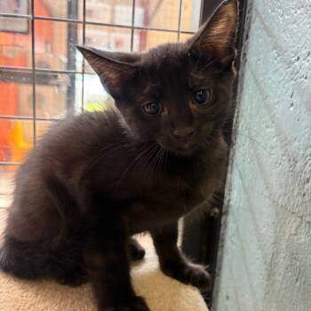 NuttyBuddy -  Domestic Short Hair Cat for Adoption in Sarasota, Florida - NuttyBuddy | PetCurious