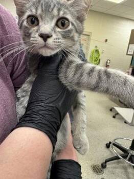 Gouda -  Domestic Short Hair Cat for Adoption in Fishers, Indiana - Gouda | PetCurious