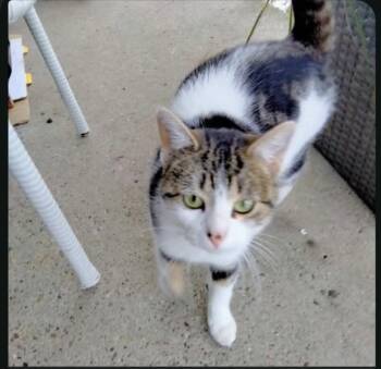 Shirley Temple -  Domestic Short Hair Cat for Adoption in Grand Rapids, Michigan - Shirley Temple | PetCurious