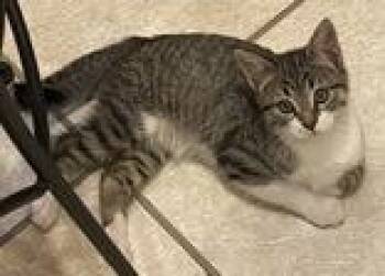 Pinion -  Domestic Short Hair Cat for Adoption in Steamboat Springs, Colorado - Pinion | PetCurious