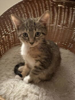 Rescue Domestic Short Hair Cats for Adoption in Naugatuck, Connecticut - Porsche | PetCurious