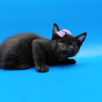 Eugenia -  Domestic Short Hair Cat for Adoption in Springfield, Missouri - Eugenia | PetCurious
