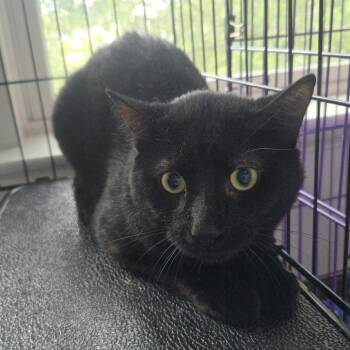 Billy -  Domestic Short Hair Cat for Adoption in Salisbury, Massachusetts - Billy | PetCurious