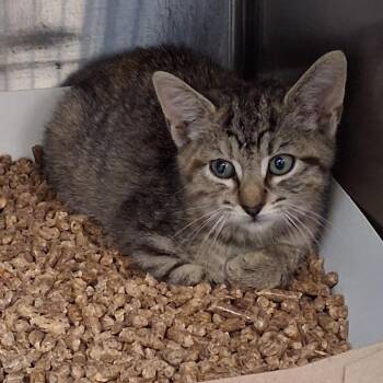 Autumn -  Domestic Short Hair Cat for Adoption in Newark, New Jersey - Autumn | PetCurious