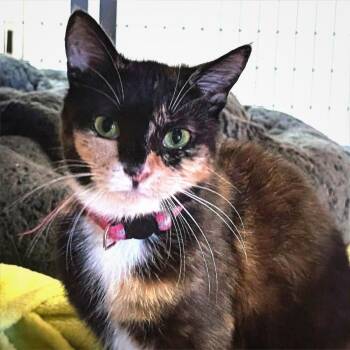 Domestic Short Hair Cats Available for Adoption in Redwood Valley, California - Grammy | PetCurious