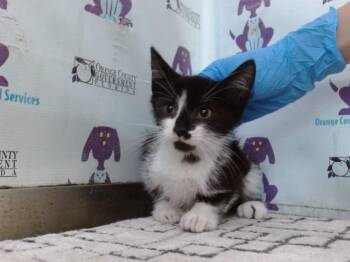 A597960 -  Domestic Short Hair Cat for Adoption in Orlando, Florida - A597960 | PetCurious