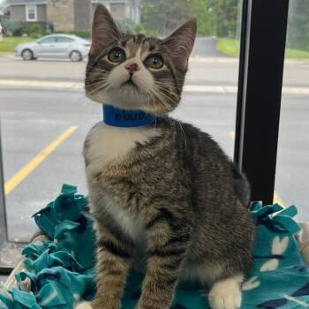 Manga -  Domestic Short Hair Cat for Adoption in Buffalo, New York - Manga | PetCurious