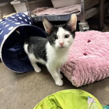 Blue Collar Barker -  Domestic Short Hair Cat for Adoption in Davenport, Iowa - Blue Collar Barker | PetCurious