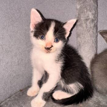 Mike "The Situation" -  Tuxedo Cat for Adoption in Beach Park, Illinois - Mike "The Situation" | PetCurious