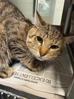 Domestic Short Hair Cats Available for Adoption in Baytown, Texas - JEKEL | PetCurious