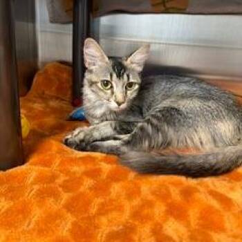 Ardilla -  Domestic Medium Hair Cat for Adoption in Las Vegas, Nevada - Ardilla | PetCurious