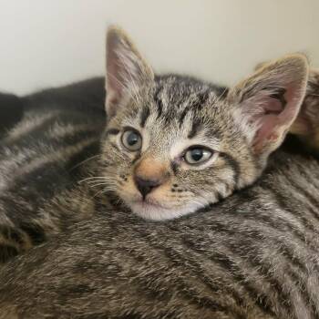 Aqua -  Domestic Short Hair Cat for Adoption in Columbia, Missouri - Aqua | PetCurious