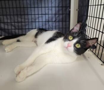 Rescue Domestic Short Hair Cats for Adoption in Neenah, Wisconsin - Tiana | PetCurious