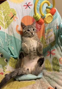 Butterbean-Must be adopted with a buddy cat -  Domestic Short Hair Cat for Adoption in Toronto, Ontario - Butterbean-Must Be Adopted With A Buddy Cat | PetCurious
