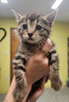 Domestic Short Hair Cats Available for Adoption in Maumelle, Arkansas - Sandoval | PetCurious