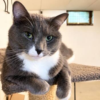 Ricky -  Domestic Short Hair Cat for Adoption in Bayonne, New Jersey - Ricky | PetCurious