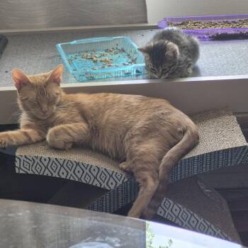 Jayda -  Domestic Short Hair Cat for Adoption in Walled Lake, Michigan - Jayda | PetCurious
