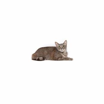 Charcuterie -  Domestic Short Hair Cat for Adoption in Los Angeles, California - Charcuterie | PetCurious